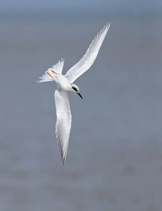 Framed Print : Forster's tern (Sterna forsteri) diving into the ocean, Galveston, Texas, USA Framed Print : Forster's tern (Sterna forsteri) diving into the ocean, Galveston, Texas, USA