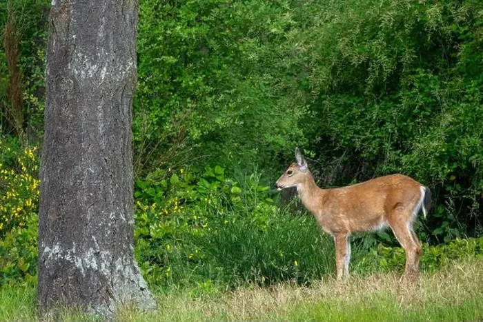 Framed Print : Fort Ebey State Park, Washington, USA. Black-tailed deer doe standing in a meadow near a forest