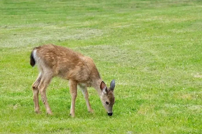 Framed Print : Fort Ebey State Park, Washington, USA. Black-tailed deer doe grazing on grass Framed Print : Fort Ebey State Park, Washington, USA. Black-tailed deer doe grazing on grass