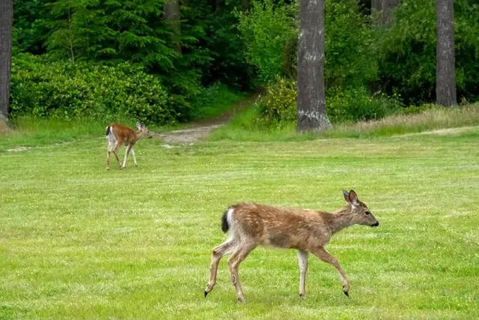 Framed Print : Fort Ebey State Park, Washington, USA. Black-tailed deer doe walking in a meadow in the park Framed Print : Fort Ebey State Park, Washington, USA. Black-tailed deer doe walking in a meadow in the park