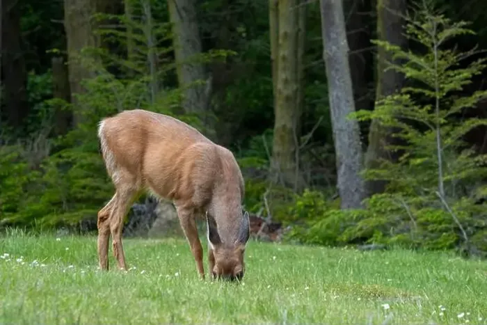 Framed Print : Fort Ebey State Park, Washington, USA. Black-tailed deer doe eating grass in a meadow near the forest Framed Print : Fort Ebey State Park, Washington, USA. Black-tailed deer doe eating grass in a meadow near the forest