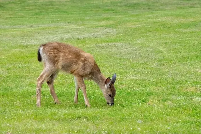 Framed Print : Fort Ebey State Park, Washington, USA. Black-tailed deer doe grazing on grass Framed Print : Fort Ebey State Park, Washington, USA. Black-tailed deer doe grazing on grass