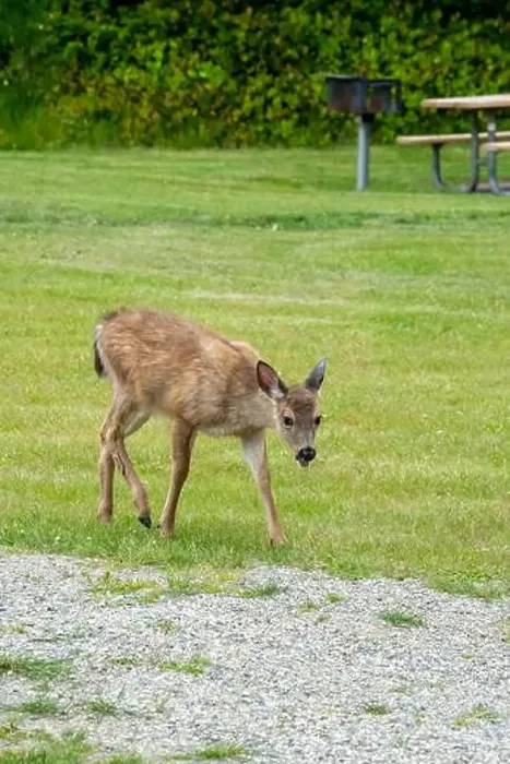 Framed Print : Fort Ebey State Park, Washington, USA. Black-tailed deer doe walking in a picnic area with her tongue out Framed Print : Fort Ebey State Park, Washington, USA. Black-tailed deer doe walking in a picnic area with her tongue out