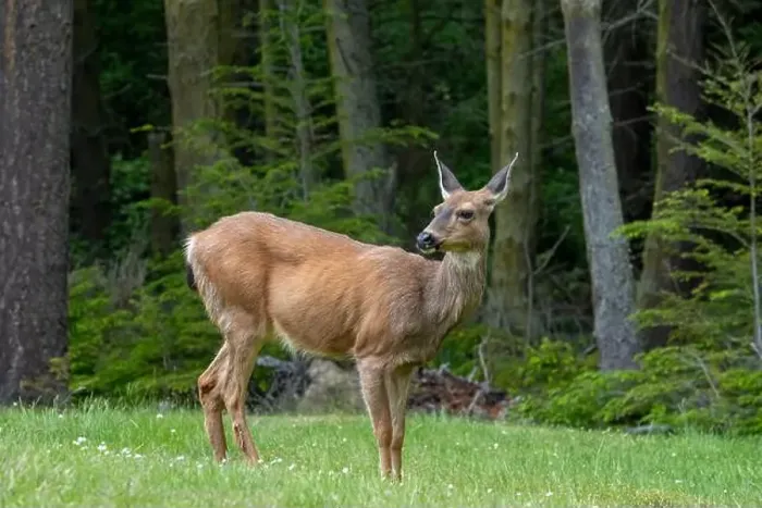 Framed Print : Fort Ebey State Park, Washington, USA. Black-tailed deer doe standing in a meadow near a forest Framed Print : Fort Ebey State Park, Washington, USA. Black-tailed deer doe standing in a meadow near a forest