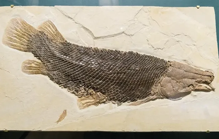 Framed Print : Fossil Gar fish (Lepisosteus simplex) with well preserved scales. Eocene age. The Field Museum. Chicago, Illinois, USA Framed Print : Fossil Gar fish (Lepisosteus simplex) with well preserved scales. Eocene age. The Field Museum. Chicago, Illinois, USA