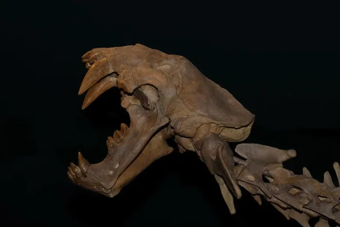 Framed Print : Fossil skull of a Saber Cat, Xenosmilus hodsonae, from the Pleistocene 1.8 million to 10, 000 years ago Framed Print : Fossil skull of a Saber Cat, Xenosmilus hodsonae, from the Pleistocene 1.8 million to 10, 000 years ago