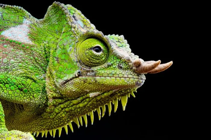 Framed Print : Four-horned chameleon / Trioceros quadricornis Framed Print : Four-horned chameleon / Trioceros quadricornis