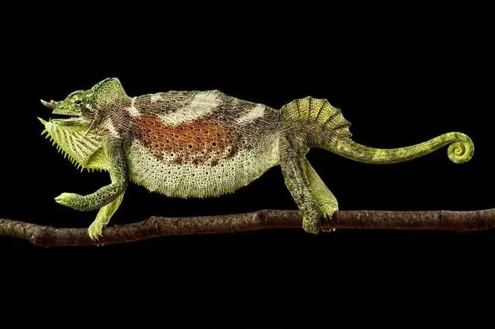 Framed Print : Four-horned chameleon (Trioceros quadricornis) male Framed Print : Four-horned chameleon (Trioceros quadricornis) male