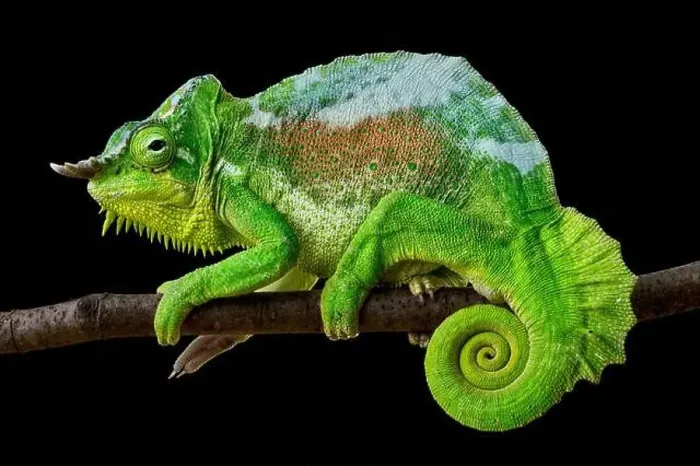 Framed Print : Four-horned chameleon (Trioceros quadricornis) male Framed Print : Four-horned chameleon (Trioceros quadricornis) male