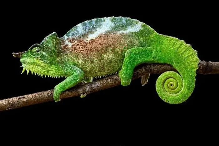 Framed Print : Four-horned chameleon (Trioceros quadricornis) male Framed Print : Four-horned chameleon (Trioceros quadricornis) male
