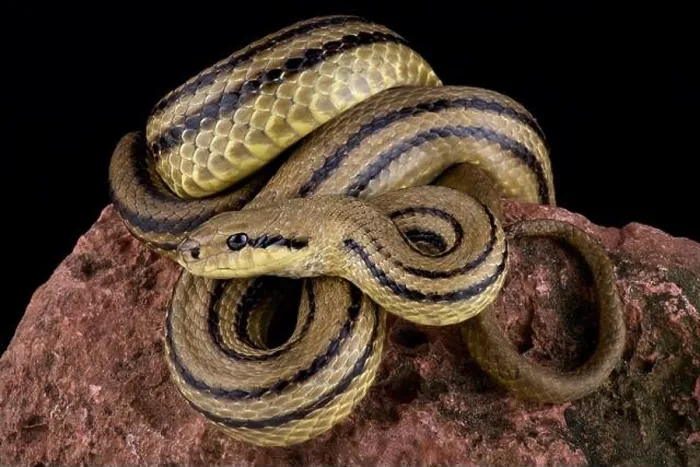 Framed Print : Four-lined snake (Elaphe quatuorlineata)