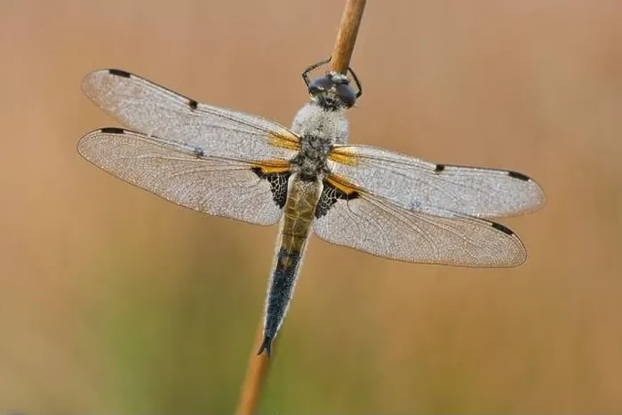Framed Print : Four-spotted chaser (Libellula quadrimaculata), Emsland, Lower Saxony, Germany Framed Print : Four-spotted chaser (Libellula quadrimaculata), Emsland, Lower Saxony, Germany