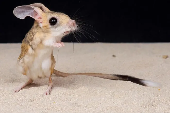 Framed Print : Four-toed jerboa / Allactaga tetradactyla Framed Print : Four-toed jerboa / Allactaga tetradactyla