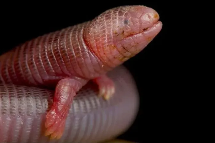 Framed Print : Four-toed worm lizard (Bipes canaliculatis) Framed Print : Four-toed worm lizard (Bipes canaliculatis)