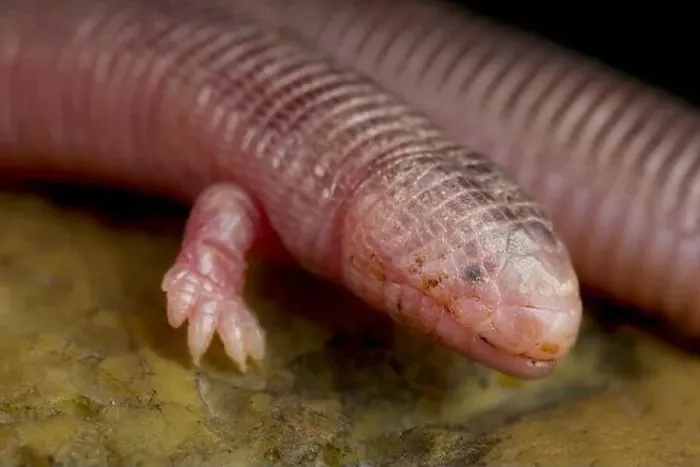 Framed Print : Four-toed worm lizard (Bipes canaliculatis) Framed Print : Four-toed worm lizard (Bipes canaliculatis)