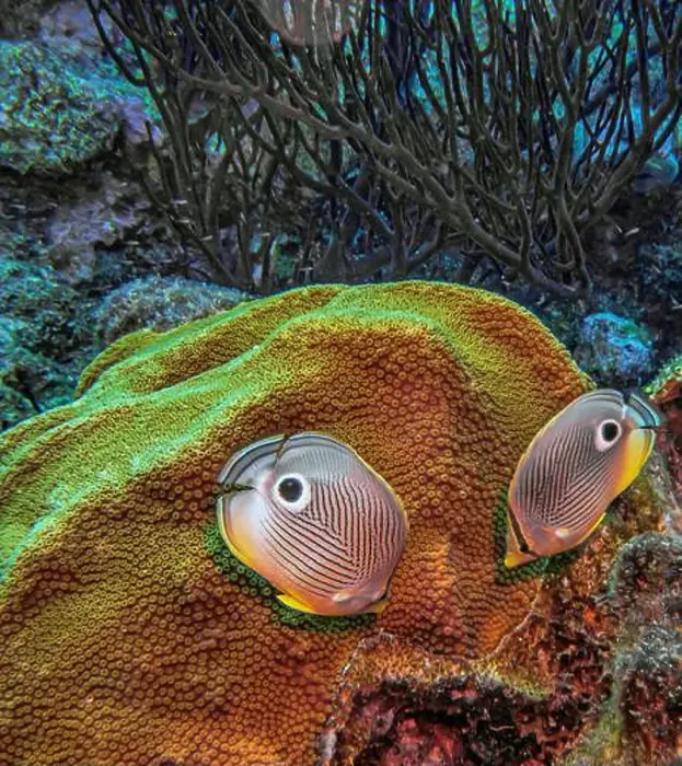 Framed Print : foureye butterflyfish, Chaetodon capistratus is a butterflyfish, family Chaetodontidae Framed Print : foureye butterflyfish, Chaetodon capistratus is a butterflyfish, family Chaetodontidae
