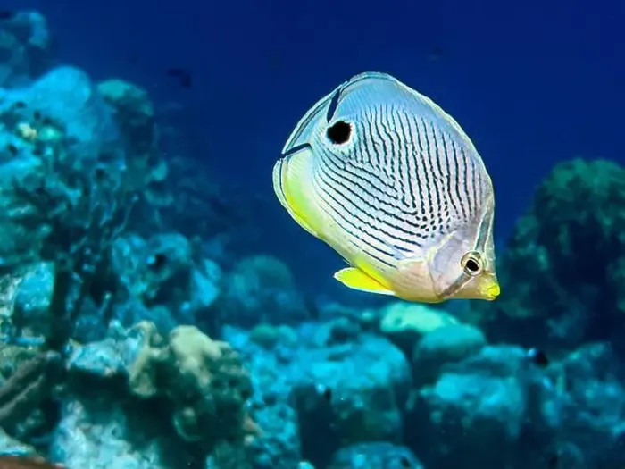 Framed Print : foureye butterflyfish, Chaetodon capistratus is a butterflyfish, family Chaetodontidae Framed Print : foureye butterflyfish, Chaetodon capistratus is a butterflyfish, family Chaetodontidae