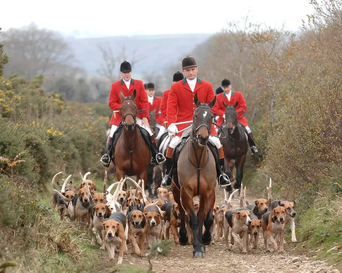 Framed Print : fox hunting, LAMERTON FOXHOUNDs Framed Print : fox hunting, LAMERTON FOXHOUNDs