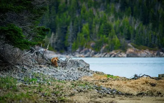 Framed Print : Fox, renard, red, landscape, quebec, canada, river Framed Print : Fox, renard, red, landscape, quebec, canada, river