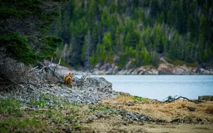 Framed Print : Fox, renard, red, landscape, quebec, canada, river Framed Print : Fox, renard, red, landscape, quebec, canada, river