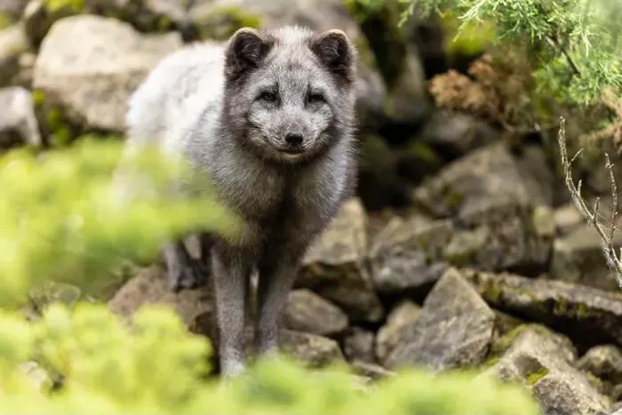 Framed Print : A fox stands between stones in a green forest and seems to be searching or exploring, arctic fox (Alopex lagopus) Framed Print : A fox stands between stones in a green forest and seems to be searching or exploring, arctic fox (Alopex lagopus)