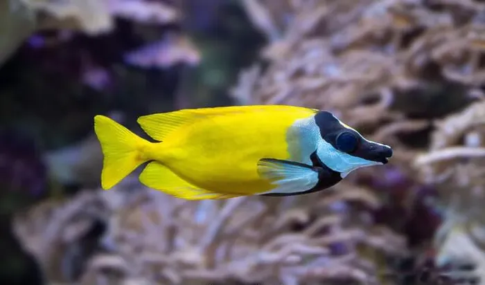 Framed Print : The foxface rabbitfish (Siganus vulpinus)a species of fish found at reefs and lagoons in the tropical Western Pacific Framed Print : The foxface rabbitfish (Siganus vulpinus)a species of fish found at reefs and lagoons in the tropical Western Pacific