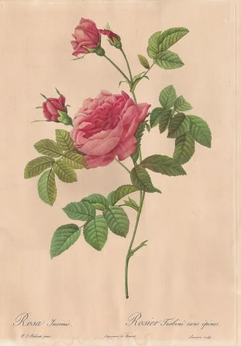 Framed Print : Français : Rosa Inermis. Rosier Turbiné sans épines. Peintre par Pierre-Josephe Redouté, Imprimerie de Rémond, Charles Lemaire sculp Framed Print : Français : Rosa Inermis. Rosier Turbiné sans épines. Peintre par Pierre-Josephe Redouté, Imprimerie de Rémond, Charles Lemaire sculp