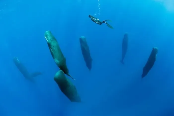 Framed Print : Free diver is swimming over a pod of Sleeping sperm whale (Physeter macrocephalus) Framed Print : Free diver is swimming over a pod of Sleeping sperm whale (Physeter macrocephalus)