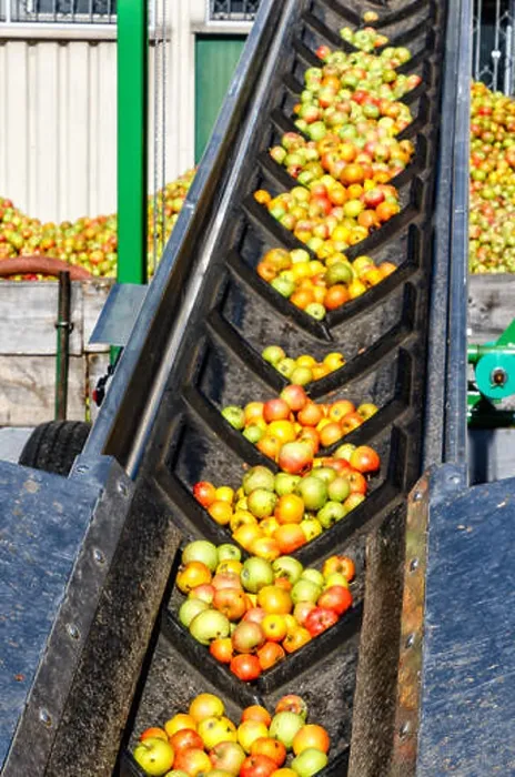 Framed Print : Fresh apples on the conveyor belt - delivery to a German cider-winery Framed Print : Fresh apples on the conveyor belt - delivery to a German cider-winery