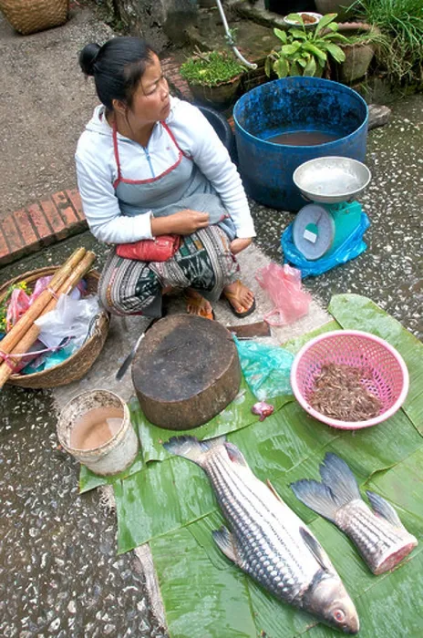 Framed Print : fresh fish of Mekong river on market day, Luang Prabang Laos Asia Framed Print : fresh fish of Mekong river on market day, Luang Prabang Laos Asia