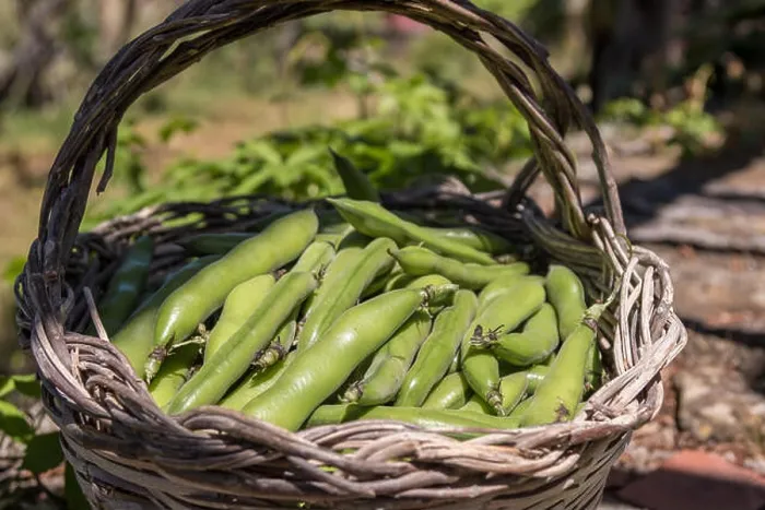 Framed Print : Fresh pods of broad beans in a wicker basket. Broad beans freshly harvested. Healthy eating Framed Print : Fresh pods of broad beans in a wicker basket. Broad beans freshly harvested. Healthy eating