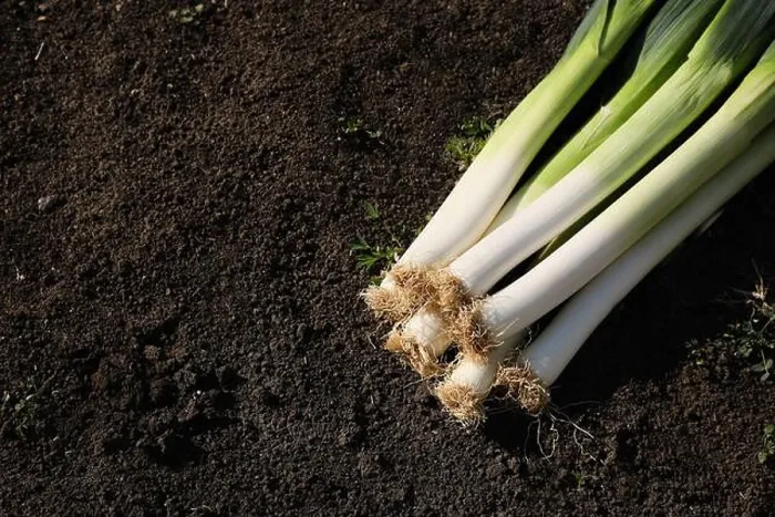 Framed Print : Fresh raw leeks on ground outdoors, above view. Space for text Framed Print : Fresh raw leeks on ground outdoors, above view. Space for text