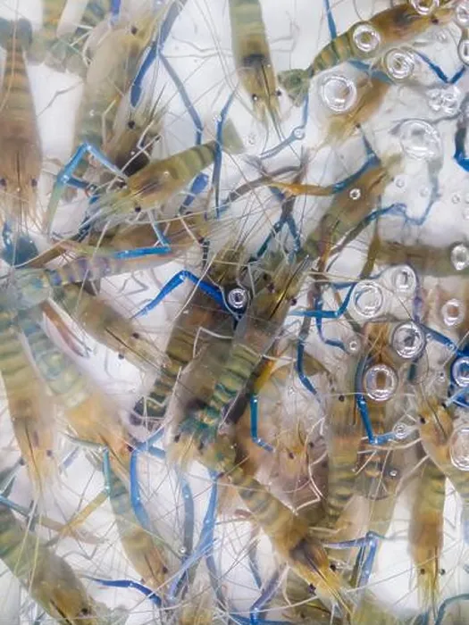 Framed Print : Fresh river prawn (macrobrachium rosenbergii)