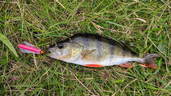 Framed Print : Fresh water fish perch hooked on spinning lure, fishing, catch and release, animals and wildlife, nature background Framed Print : Fresh water fish perch hooked on spinning lure, fishing, catch and release, animals and wildlife, nature background