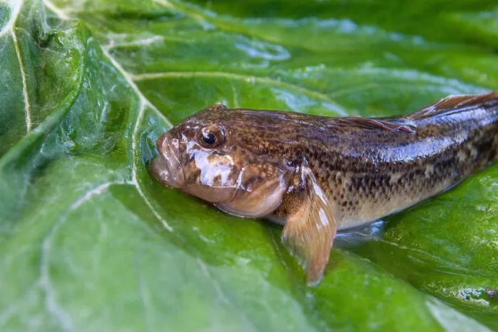 Framed Print : Freshwater bullhead fish or round goby fish known as Neogobius melanostomus Framed Print : Freshwater bullhead fish or round goby fish known as Neogobius melanostomus
