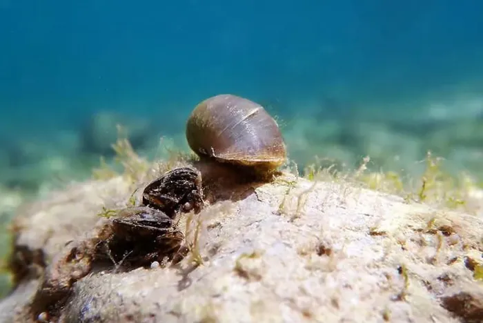Framed Print : Freshwater snail in Ohrid Lake, underwater image - Radix auricularia Framed Print : Freshwater snail in Ohrid Lake, underwater image - Radix auricularia