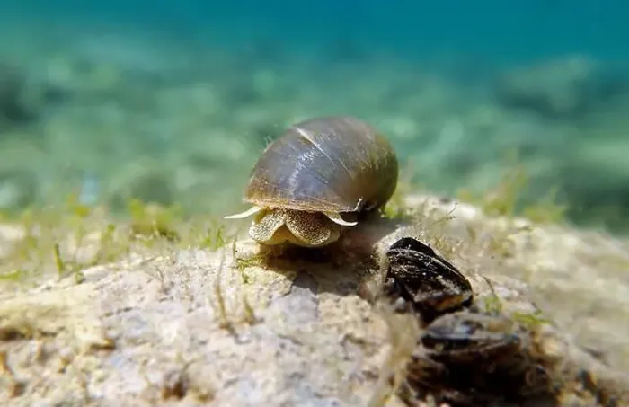 Framed Print : Freshwater snail in Ohrid Lake, underwater image - Radix auricularia Framed Print : Freshwater snail in Ohrid Lake, underwater image - Radix auricularia