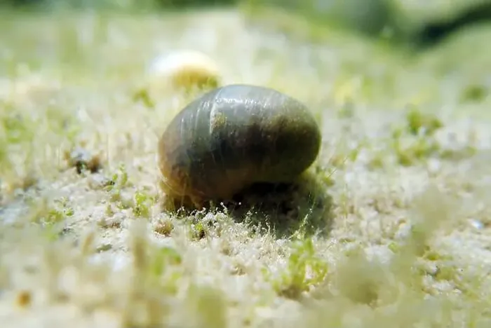Framed Print : Freshwater snail in Ohrid Lake, underwater image - Radix auricularia Framed Print : Freshwater snail in Ohrid Lake, underwater image - Radix auricularia