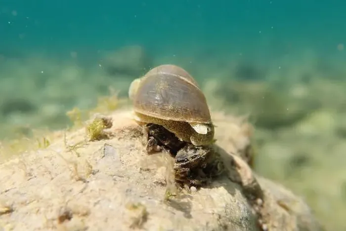 Framed Print : Freshwater snail in Ohrid Lake, underwater image - Radix auricularia Framed Print : Freshwater snail in Ohrid Lake, underwater image - Radix auricularia