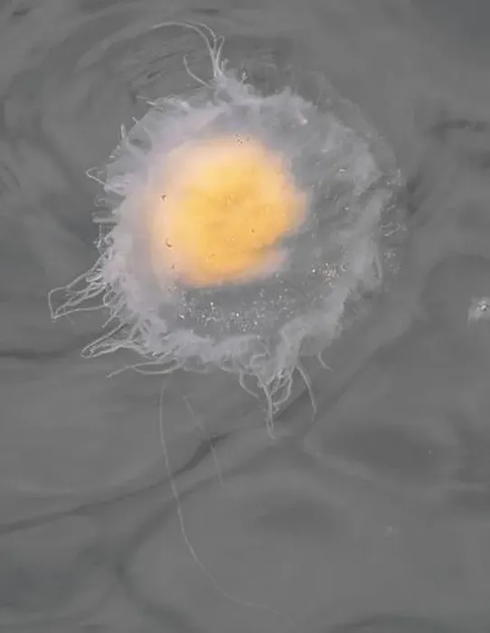 Framed Print : Fried Egg or Egg-yolk Jellyfish (Phacellophora camtschatica) Framed Print : Fried Egg or Egg-yolk Jellyfish (Phacellophora camtschatica)