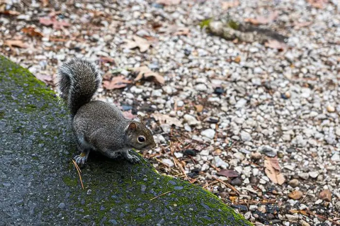 Framed Print : A very friendly squirrel at Lake Catherine State Park in Arkansas Framed Print : A very friendly squirrel at Lake Catherine State Park in Arkansas