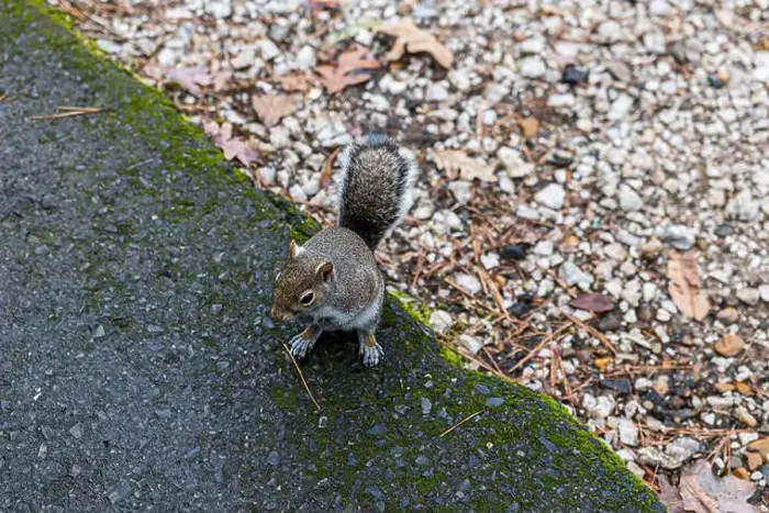 Framed Print : A very friendly squirrel at Lake Catherine State Park in Arkansas Framed Print : A very friendly squirrel at Lake Catherine State Park in Arkansas