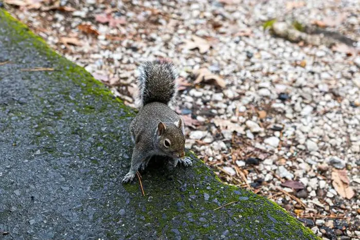 Framed Print : A very friendly squirrel at Lake Catherine State Park in Arkansas Framed Print : A very friendly squirrel at Lake Catherine State Park in Arkansas