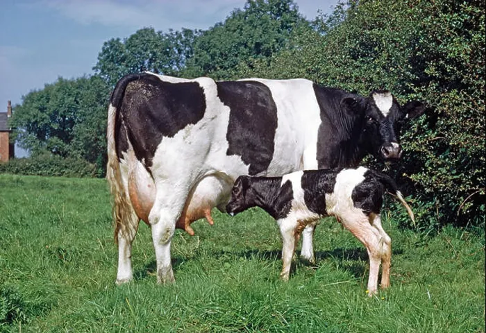 Framed Print : FRIESIAN COW with calf (about two hours old) searching for a teat, to suckle and obtain colostrum. Framed Print : FRIESIAN COW with calf (about two hours old) searching for a teat, to suckle and obtain colostrum.