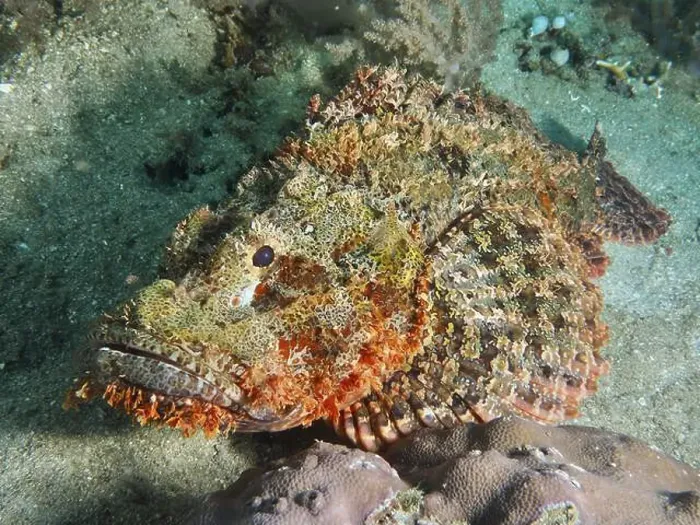 Framed Print : A fringed scorpionfish (Scorpaenopsis oxycephalus) lies on the seabed Framed Print : A fringed scorpionfish (Scorpaenopsis oxycephalus) lies on the seabed