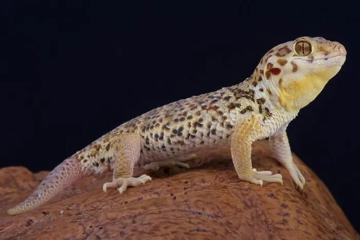 Framed Print : Frog-eyed gecko / Teratoscincus roborowski Framed Print : Frog-eyed gecko / Teratoscincus roborowski