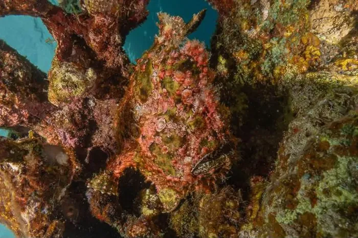 Framed Print : Frog fish in the Red Sea Colorful and beautiful, Eilat Israel Framed Print : Frog fish in the Red Sea Colorful and beautiful, Eilat Israel