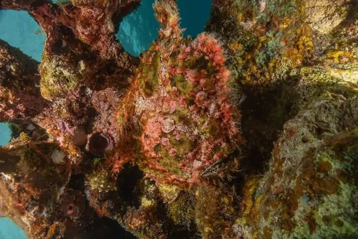 Framed Print : Frog fish in the Red Sea Colorful and beautiful, Eilat Israel Framed Print : Frog fish in the Red Sea Colorful and beautiful, Eilat Israel