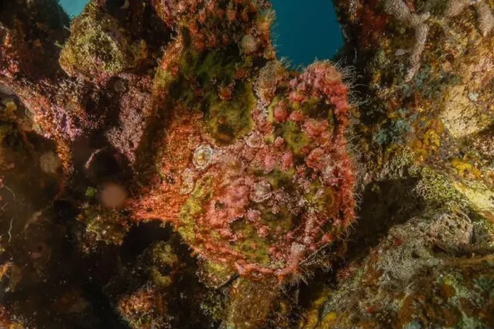 Framed Print : Frog fish in the Red Sea Colorful and beautiful, Eilat Israel Framed Print : Frog fish in the Red Sea Colorful and beautiful, Eilat Israel