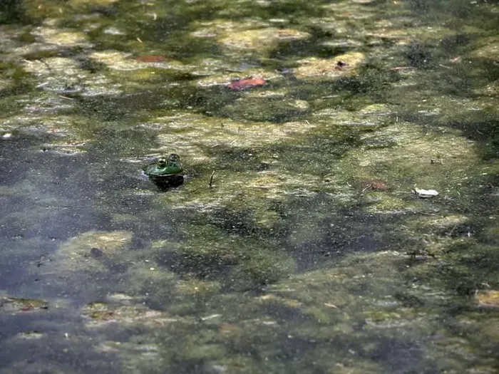 Framed Print : A frog in a pond looks like a painting in Ohio, Usa Framed Print : A frog in a pond looks like a painting in Ohio, Usa